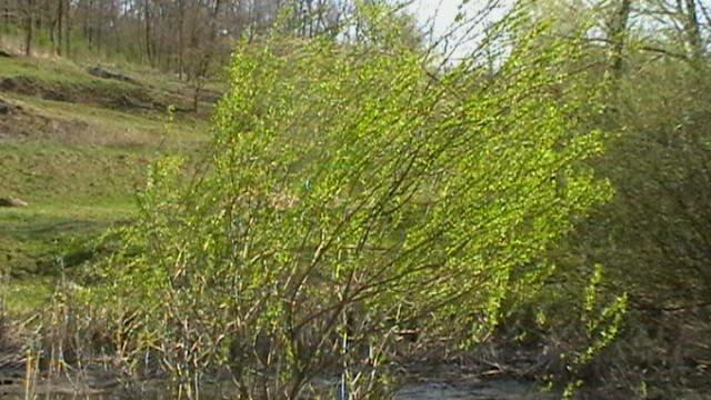 Тростянець з panoramio.com - Тростянец