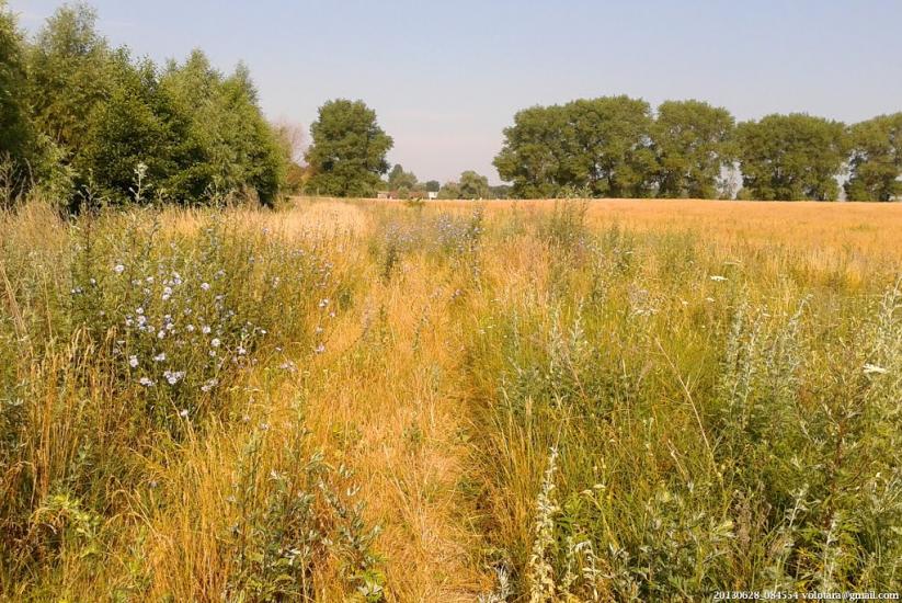 Переяслівка з panoramio.com - Переяслівка