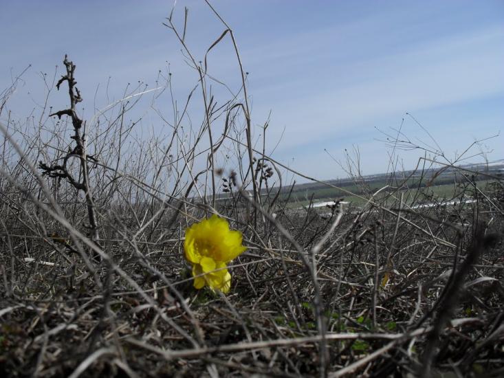 Трудове з panoramio.com - Trudove