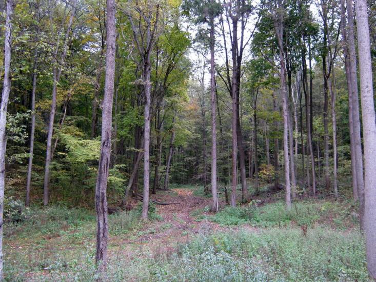 Вакалівщина з panoramio.com - Вакаловщина