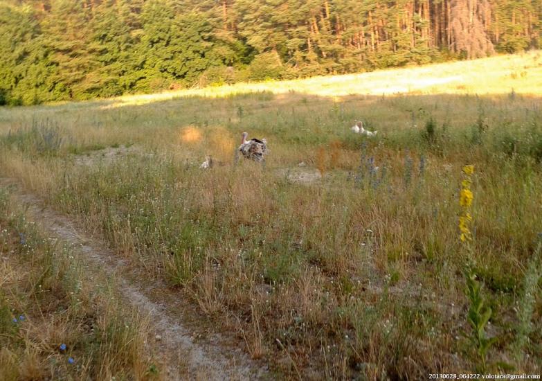 Бурківка з panoramio.com - Бурківка