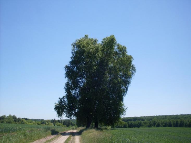 Шура-Мітлинецька з panoramio.com - Шура-Мітлинецька