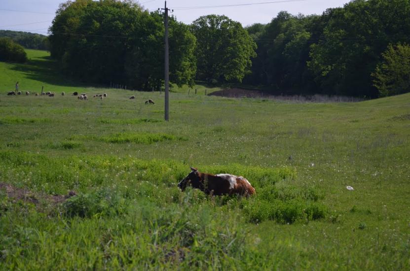 Лікарівка з panoramio.com - Лікарівка