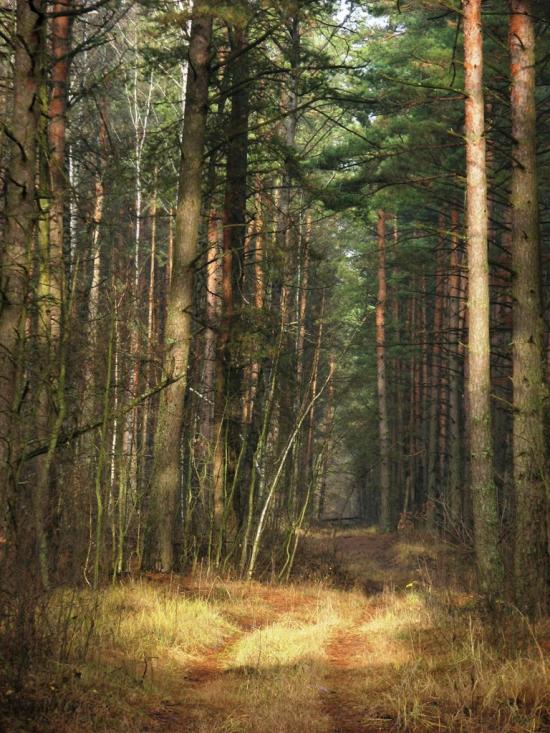 Червона Гута з panoramio.com - Червона Гута