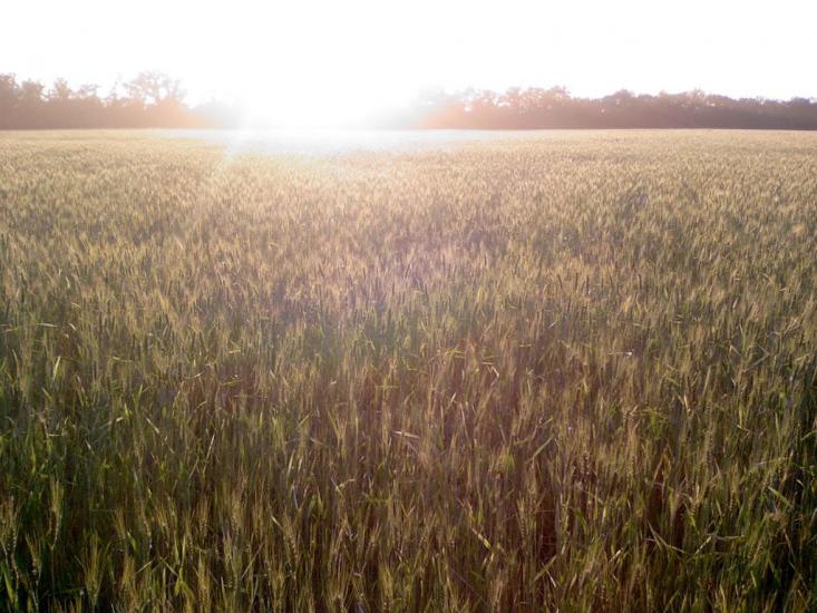 Созонівка з panoramio.com - Созонівка