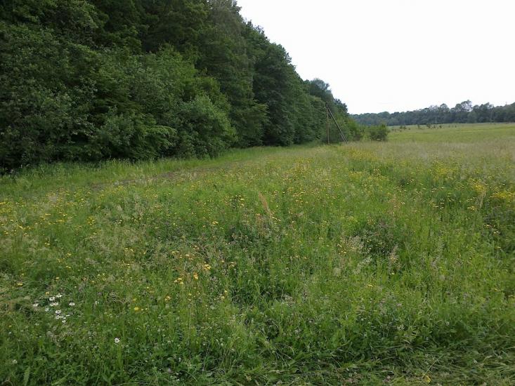 Сторожинець з panoramio.com - Сторожинець