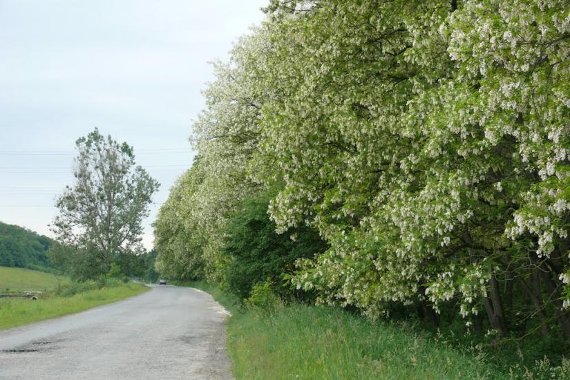 Загір'я з panoramio.com - Загір'я