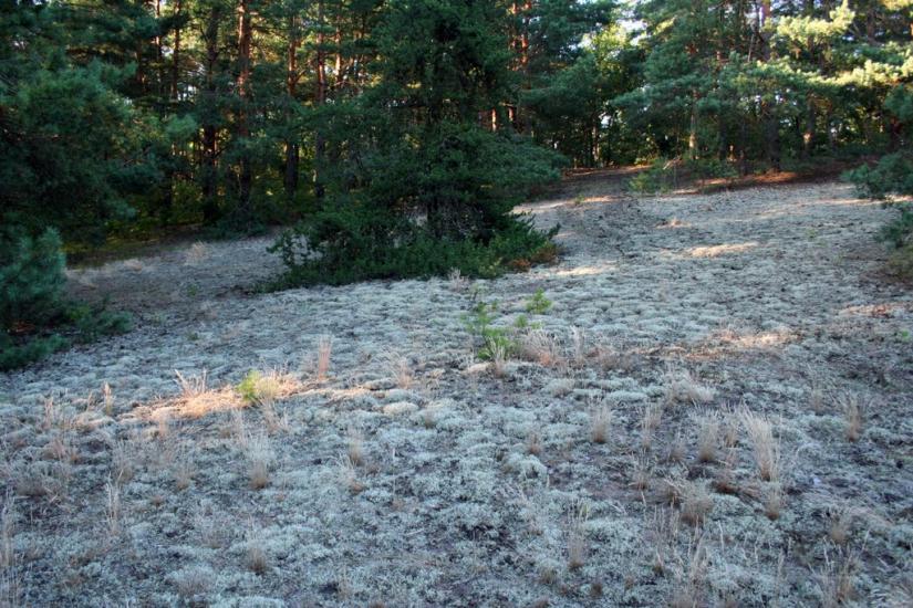 Бучин з panoramio.com - Бучин