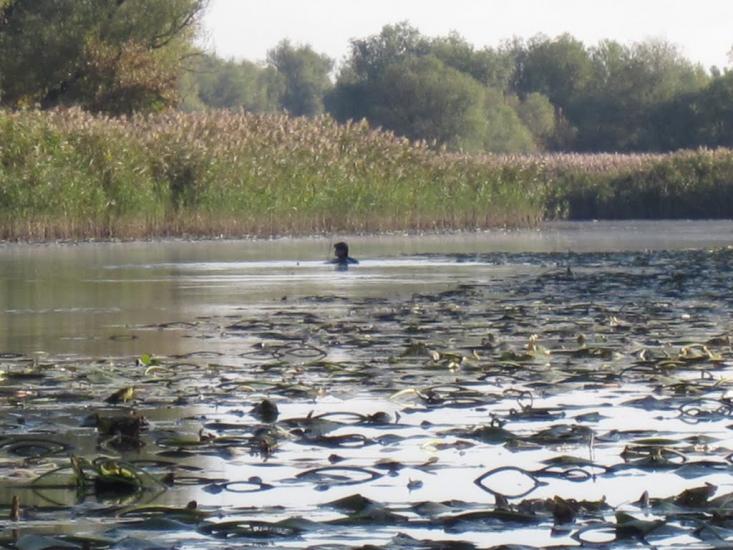 Кринки з panoramio.com - Кринки
