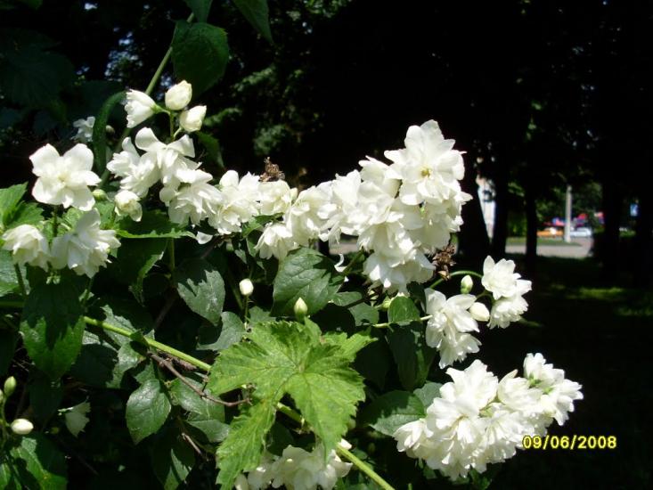 Осьмаки з panoramio.com - Осьмаки