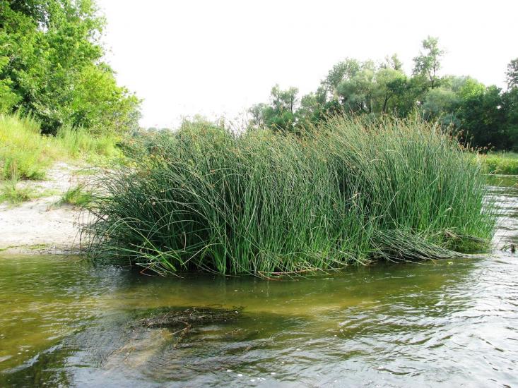 Піщане з panoramio.com - Pischane