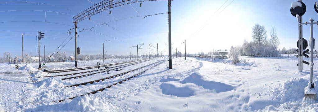 Голоби з panoramio.com - Голоби