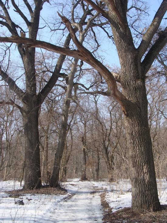 Мала Стариця з panoramio.com - Мала Стариця