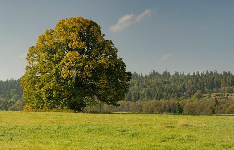 Біньова з panoramio.com - Бенева