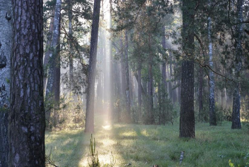Корюківка з panoramio.com - Корюківка