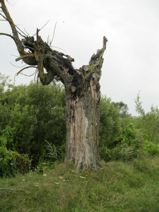 Хотешів з panoramio.com - Хотешів