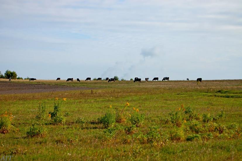 Велика Ведмежка з panoramio.com - Великая Ведмежка