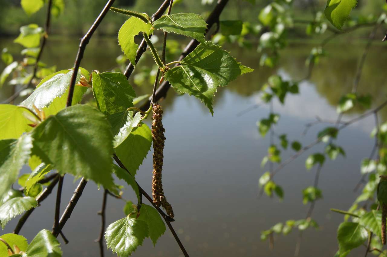 Рідне село - Zvenychiv