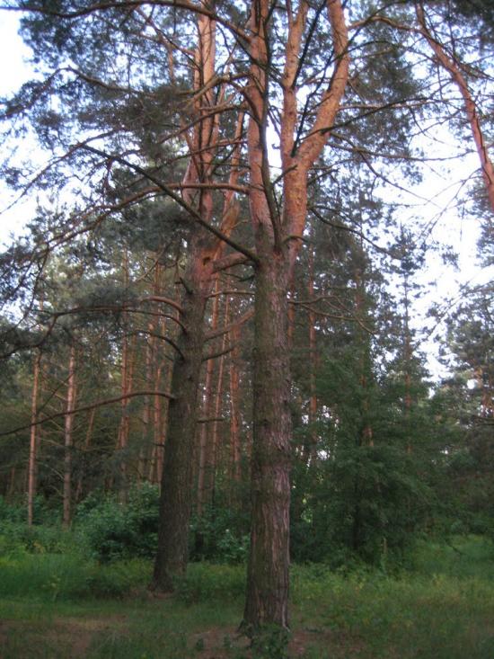 Старосілля з panoramio.com - Староселье