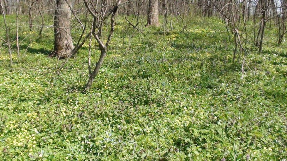 Лікарівка з panoramio.com - Лікарівка