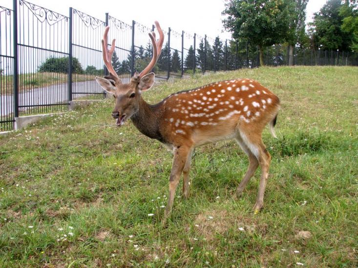 Головчинці з panoramio.com - Головчинцы