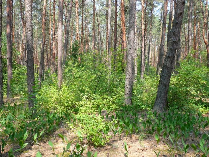 Кощіївка з panoramio.com - Кощіївка