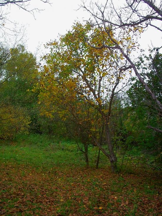 Високе з panoramio.com - Высокое