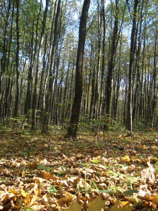 Головчинці з panoramio.com - Головчинцы