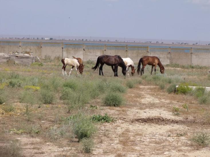 Штормове з panoramio.com - Штормове
