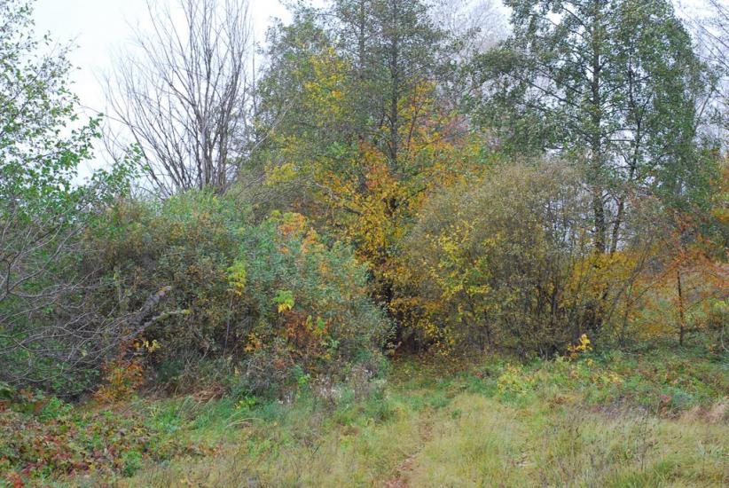 Остапівка з panoramio.com - Остапівка