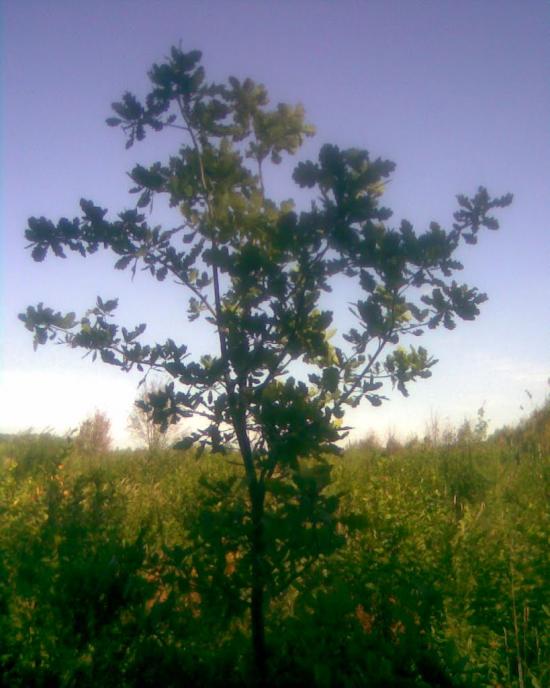 Сухоліси з panoramio.com - Sukholisy