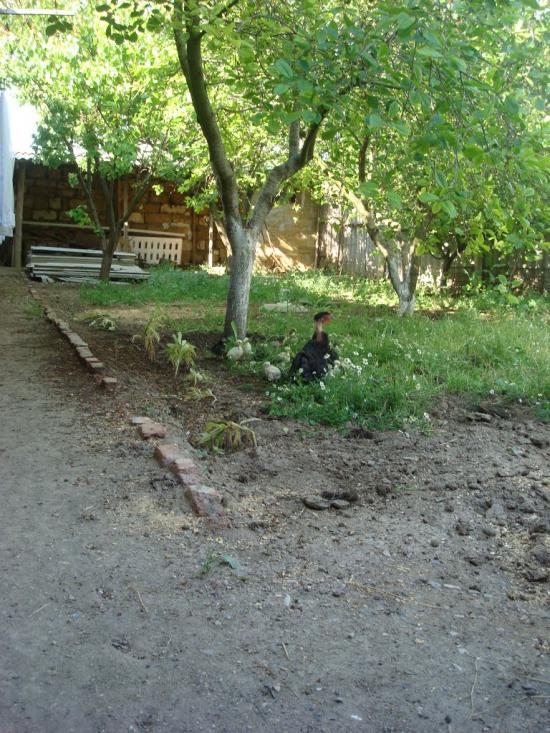 Амурське з panoramio.com - Амурское