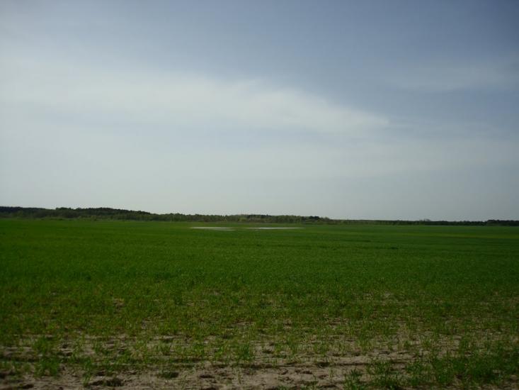Дроздні з panoramio.com - Дроздні