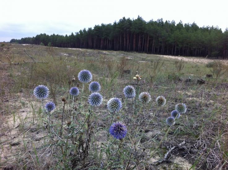 Великі Копані з panoramio.com - Великі Копані