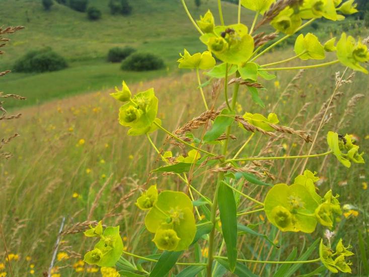 Нова Січ з panoramio.com - Nova Sich