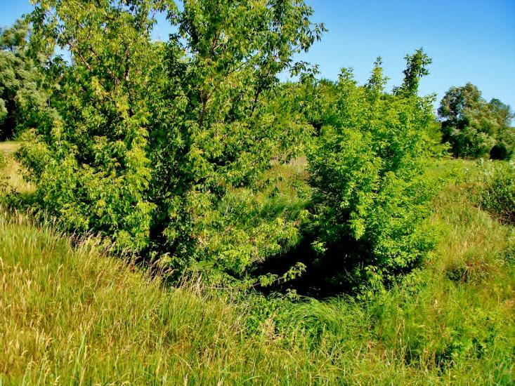 Козацьке з panoramio.com - Казацкое