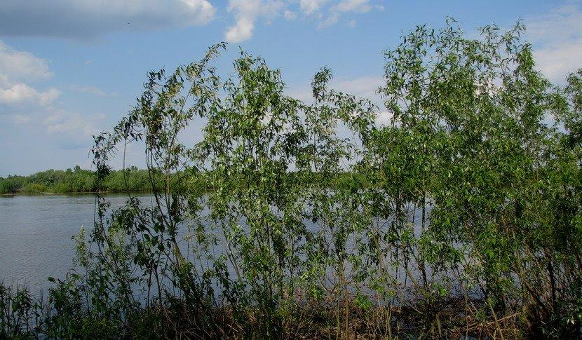 Осещина з panoramio.com - Осещина