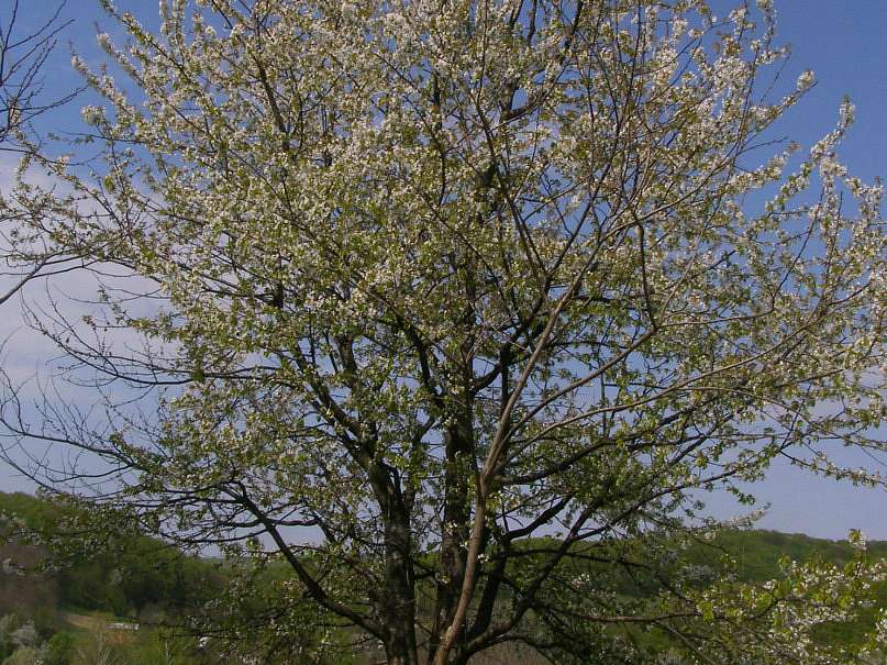 Червона Діброва - Червона Діброва