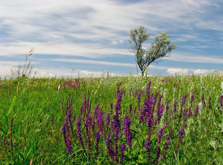 Бобрівка з panoramio.com - Бобрівка