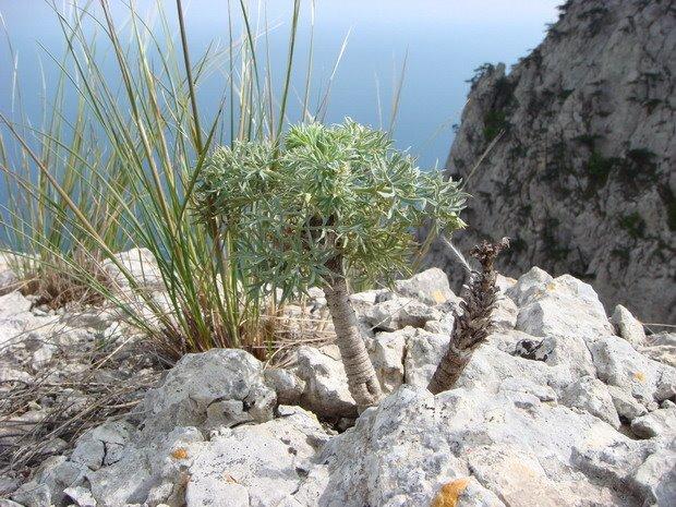 Санаторне з panoramio.com - Санаторне