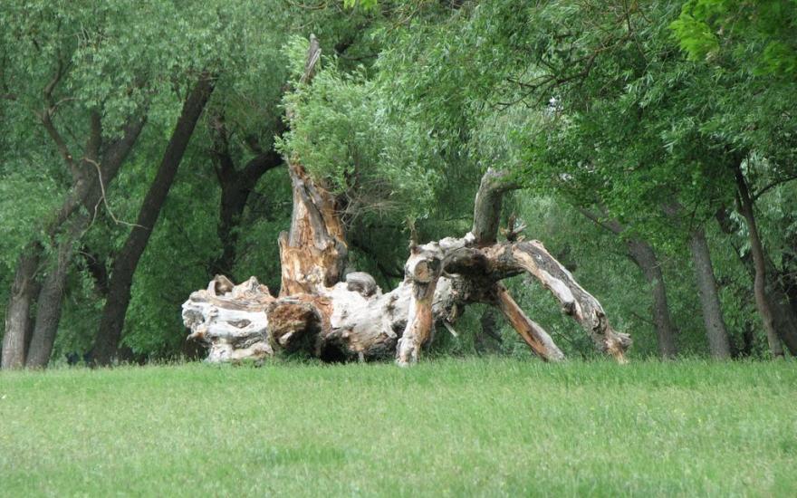 Брусилів з panoramio.com - Брусилов