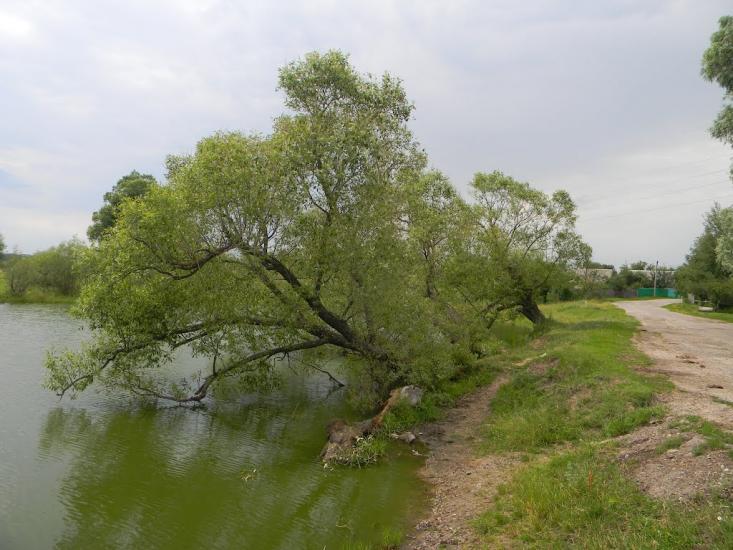 Хрипівка з panoramio.com - Хриповка
