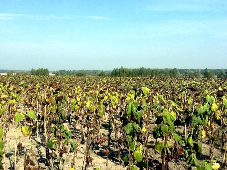 Вабля з panoramio.com - Вабля