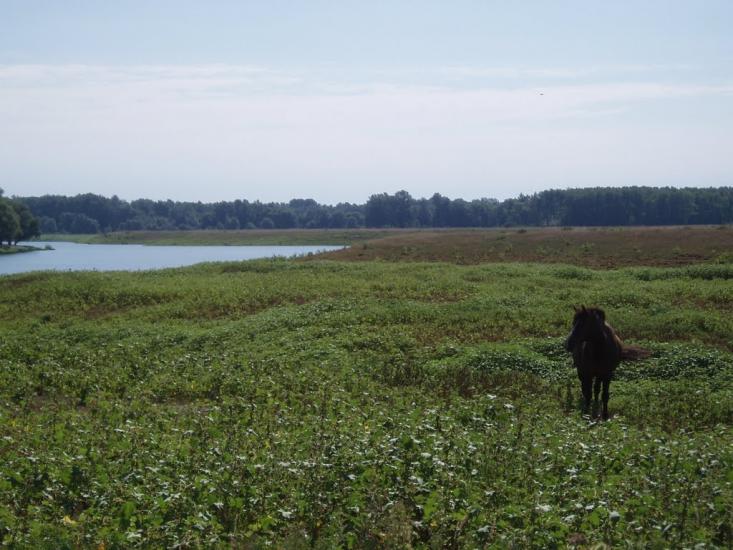 Брусилів з panoramio.com - Brusyliv