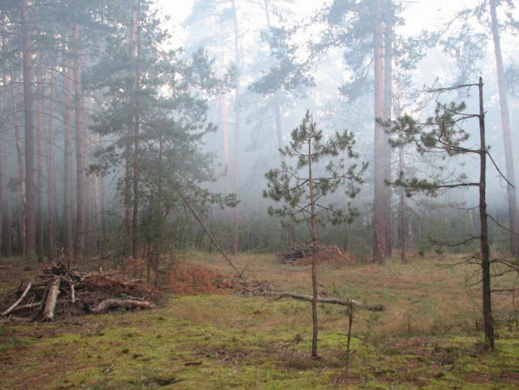 Новосілки з panoramio.com - Новоселки