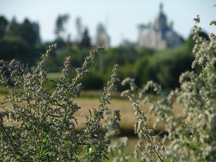 Максимівка з panoramio.com - Максимівка