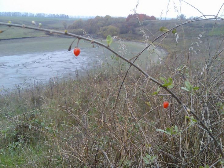 Красноліси з panoramio.com - Красноліси