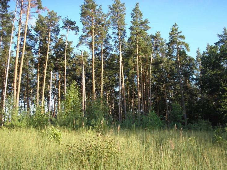 Кулики з panoramio.com - Кулики