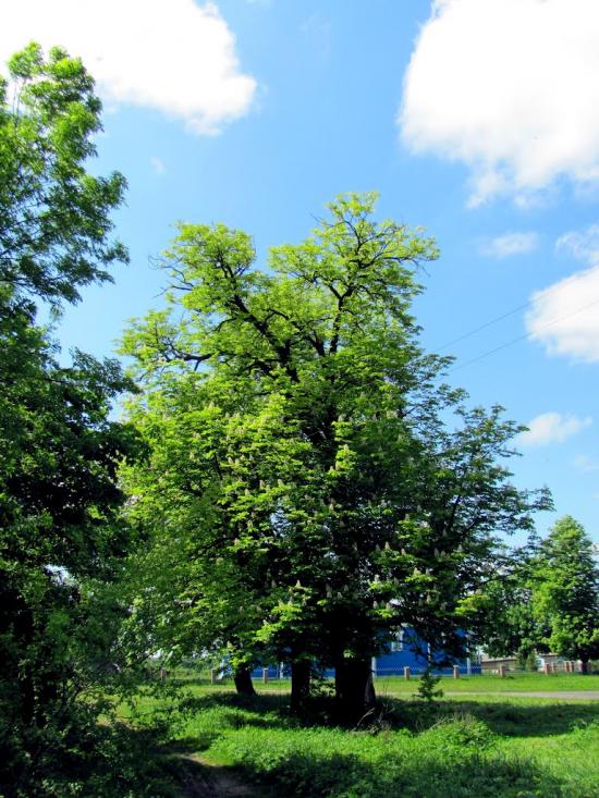 Карасин з panoramio.com - Карасин
