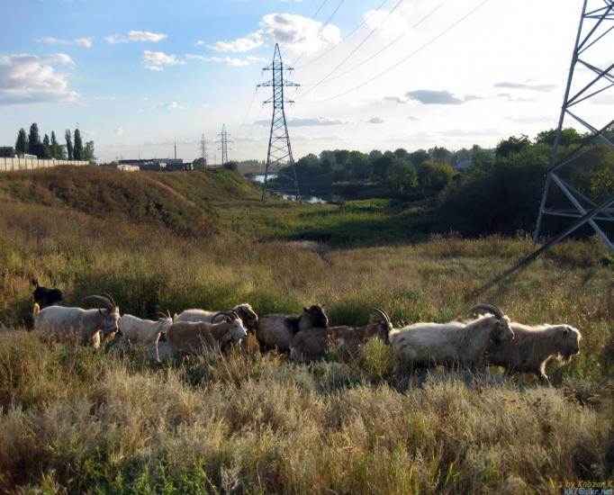 Логачівка з panoramio.com - Логачевка